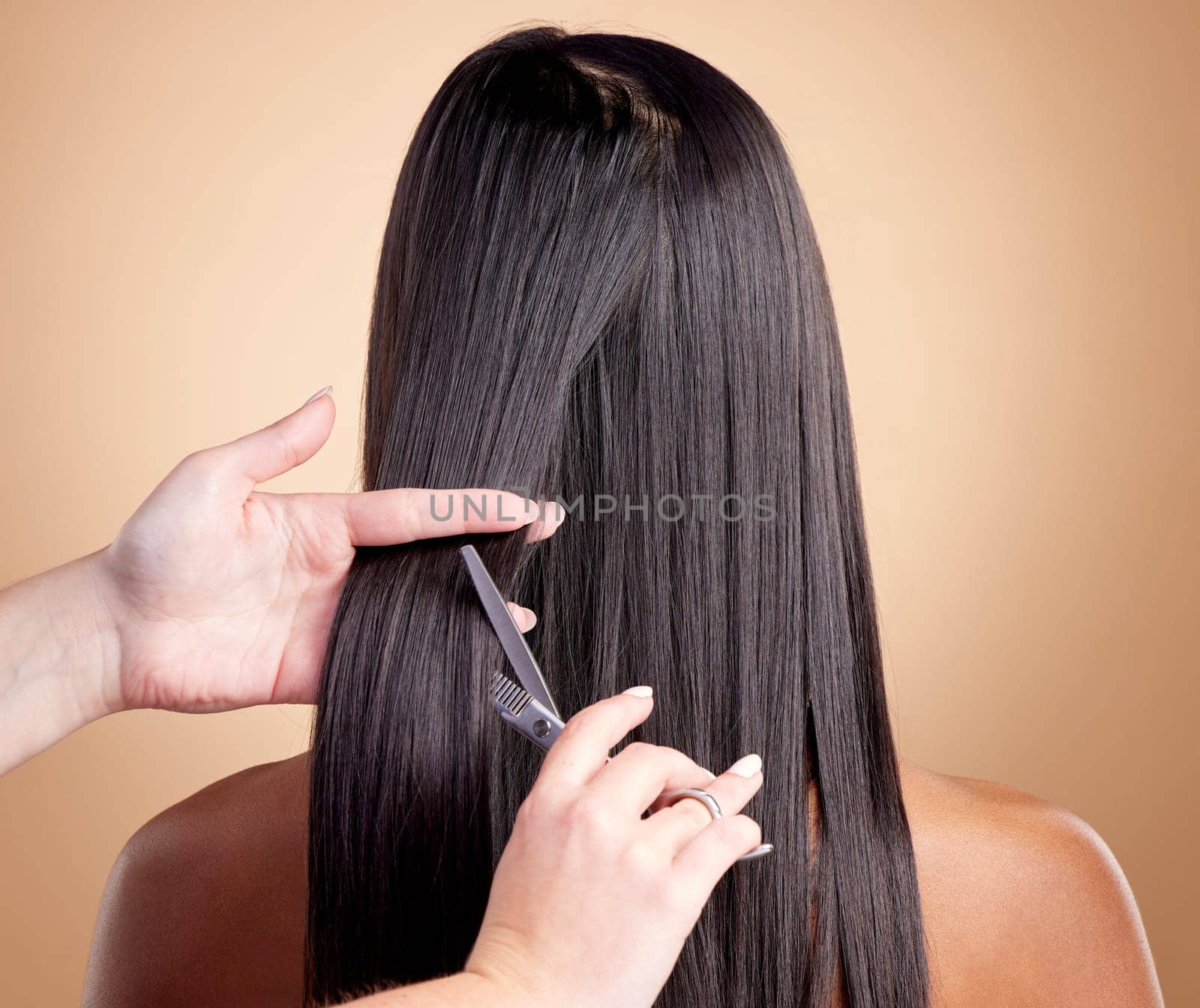 Back view, hands cut hair and woman, beauty and shine, cosmetic care isolated on studio background. Female people at hairdresser salon, scissors and makeover transformation with texture and trim.