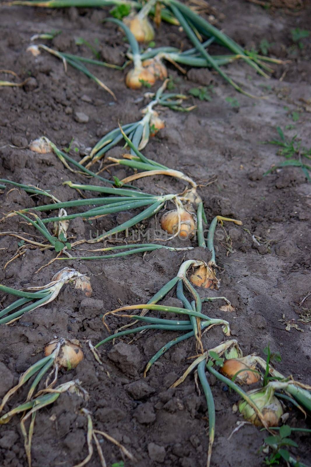 onions grow in the garden. Selective focus. Nature