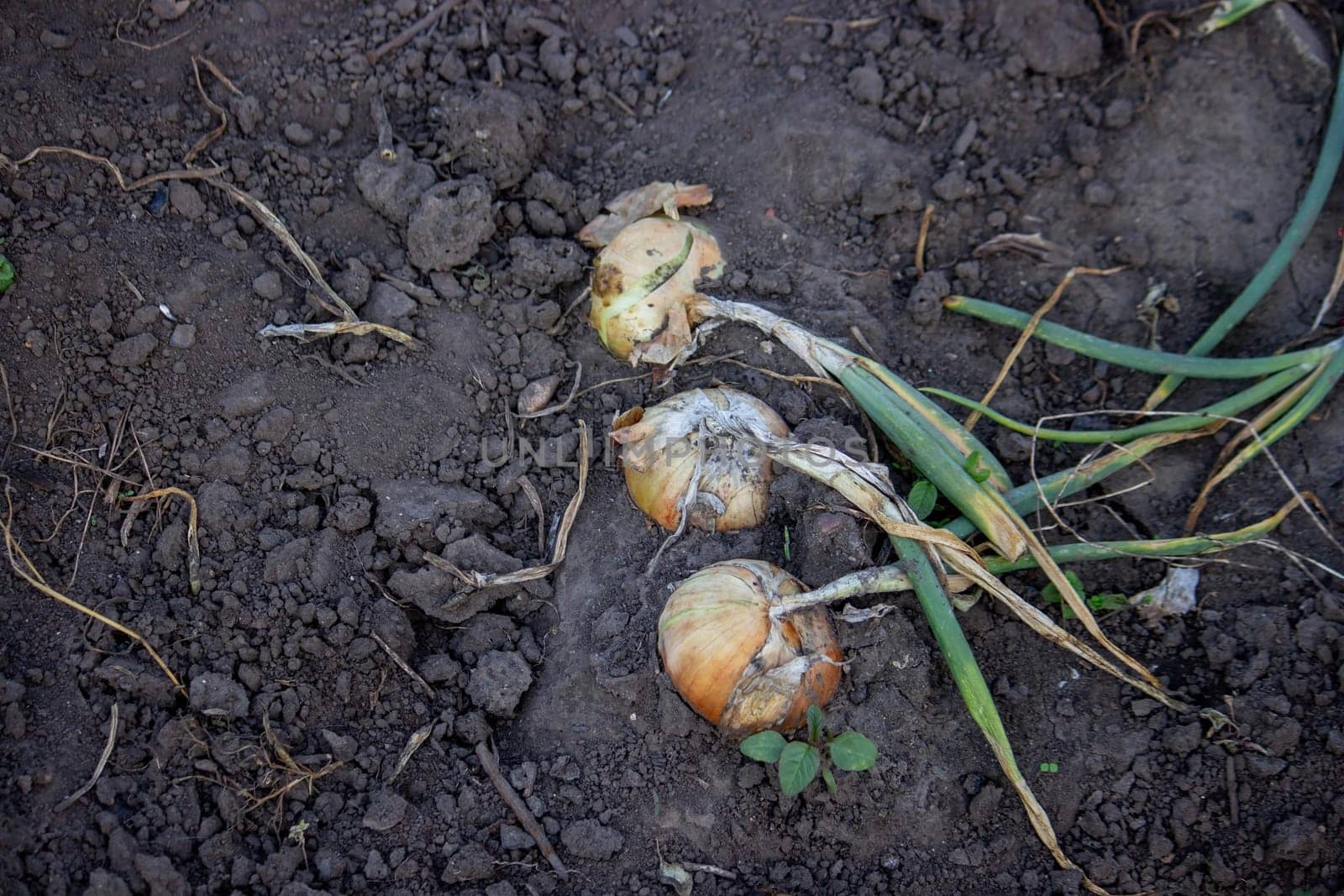 onions grow in the garden. Selective focus. Nature