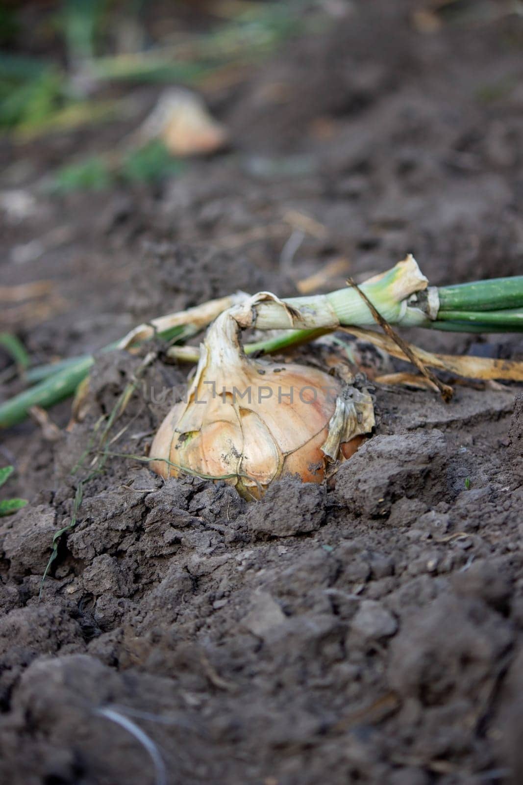 onions grow in the garden. Selective focus. Nature