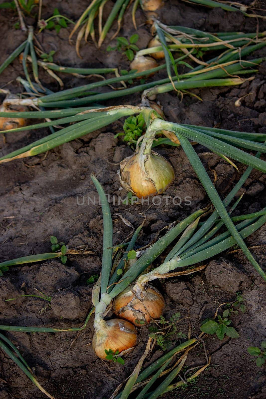 onions grow in the garden. Selective focus. Nature