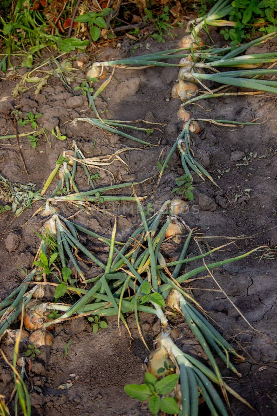 onions grow in the garden. Selective focus. Nature