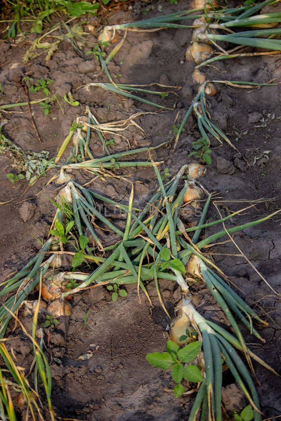 onions grow in the garden. Selective focus. Nature