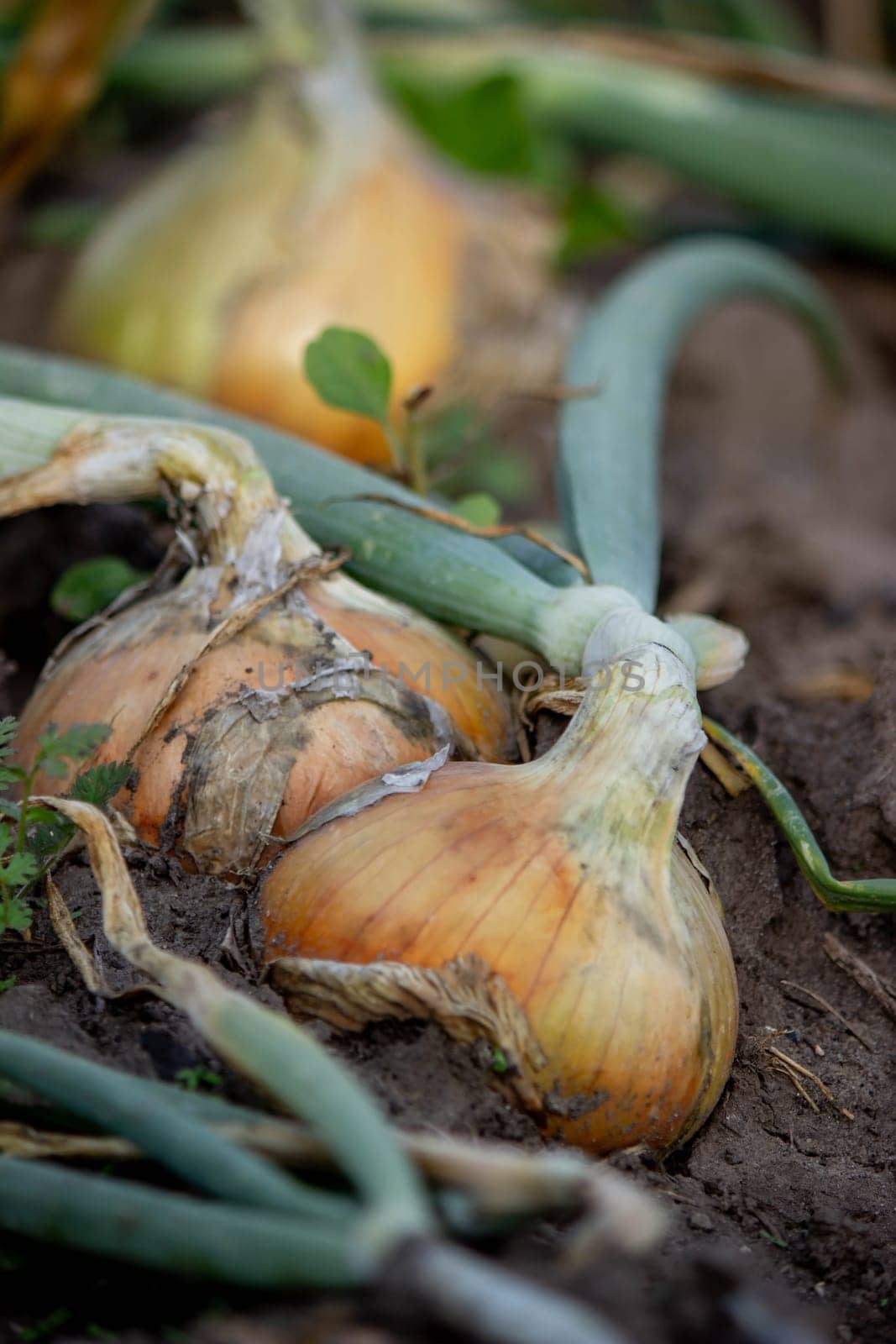 onions grow in the garden. Selective focus. Nature