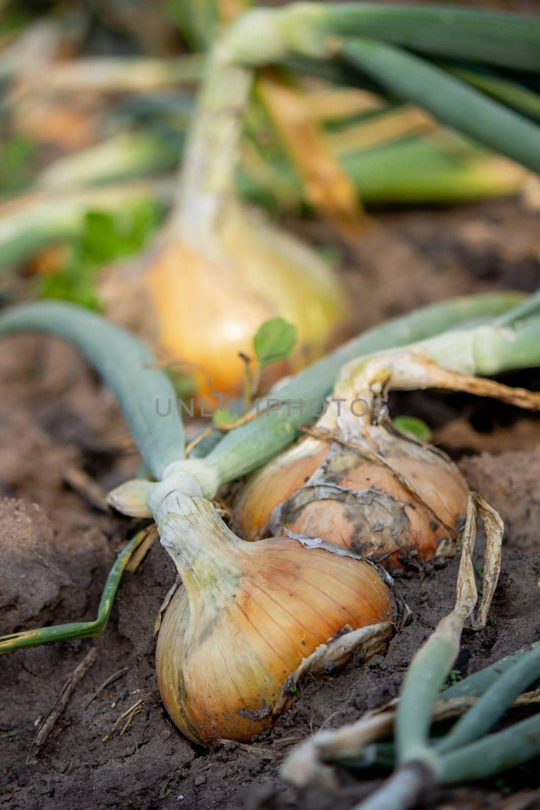 onions grow in the garden. Selective focus. Nature