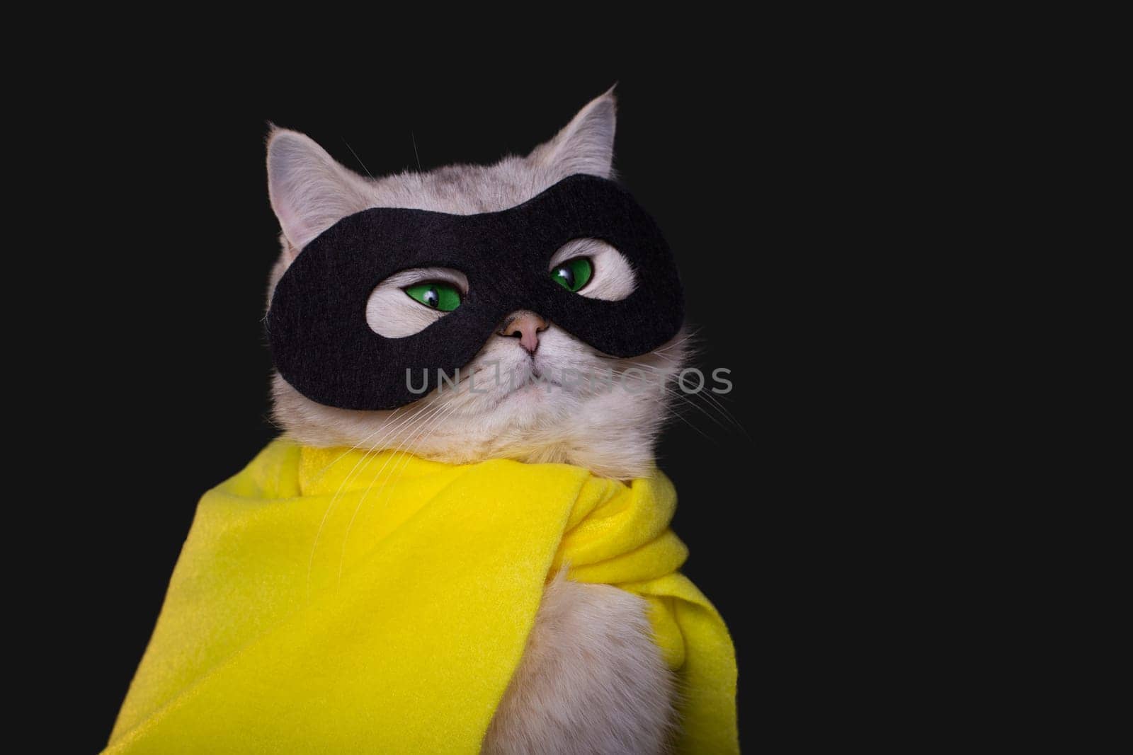Close up of cute white cat in a yellow cape and black mask, sits on isolated black background,looking up. Copy space