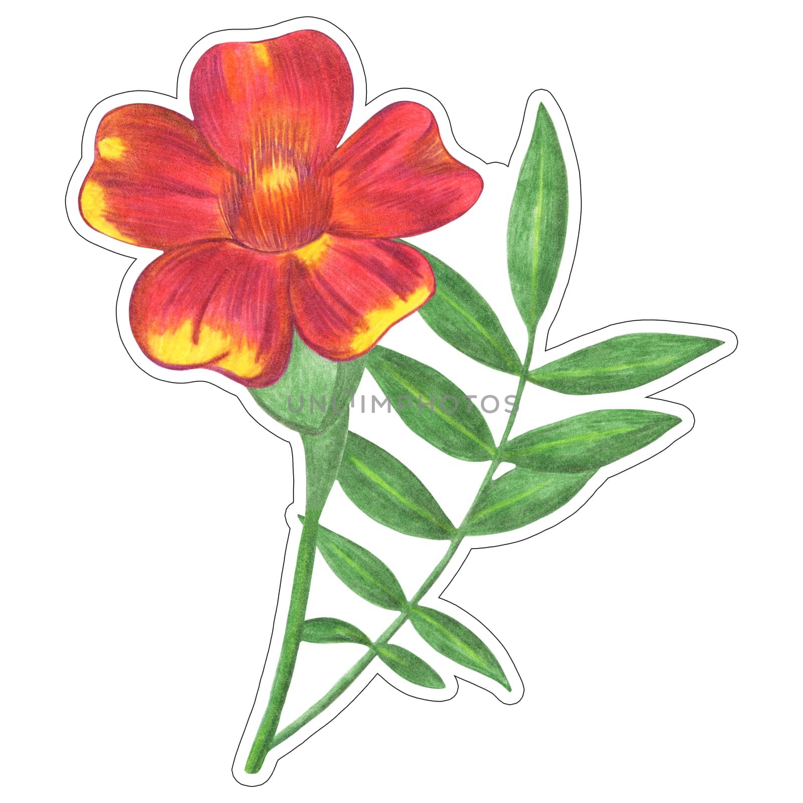 Hand Drawn Red Marigold with Green Leaves Sticker Isolated on White Background. by Rina_Dozornaya