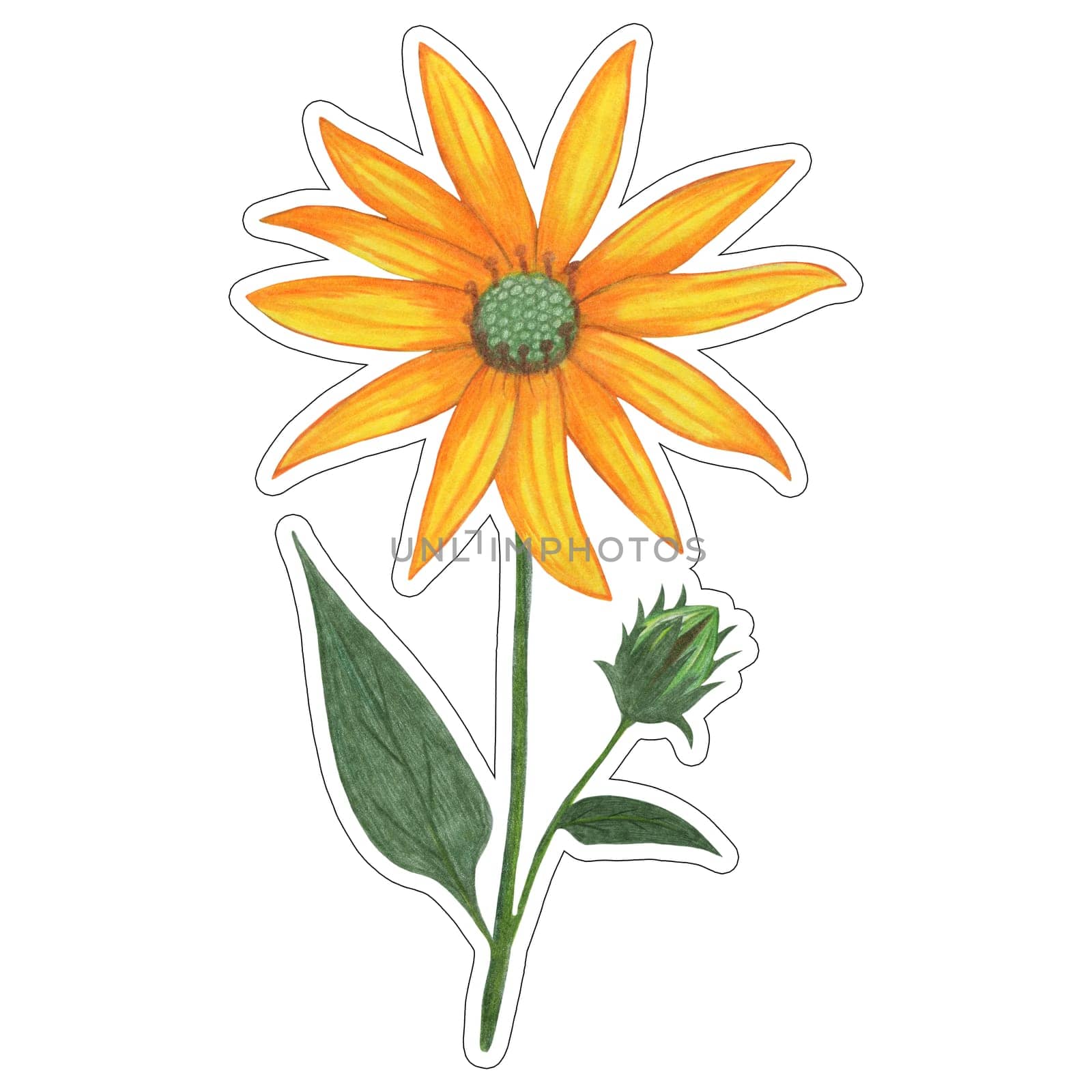 Sticker of Yellow Topinambur with Green Leaves Isolated on White Background. Jerusalem Artichoke Flower Element Sticker Drawn by Colored Pencil.