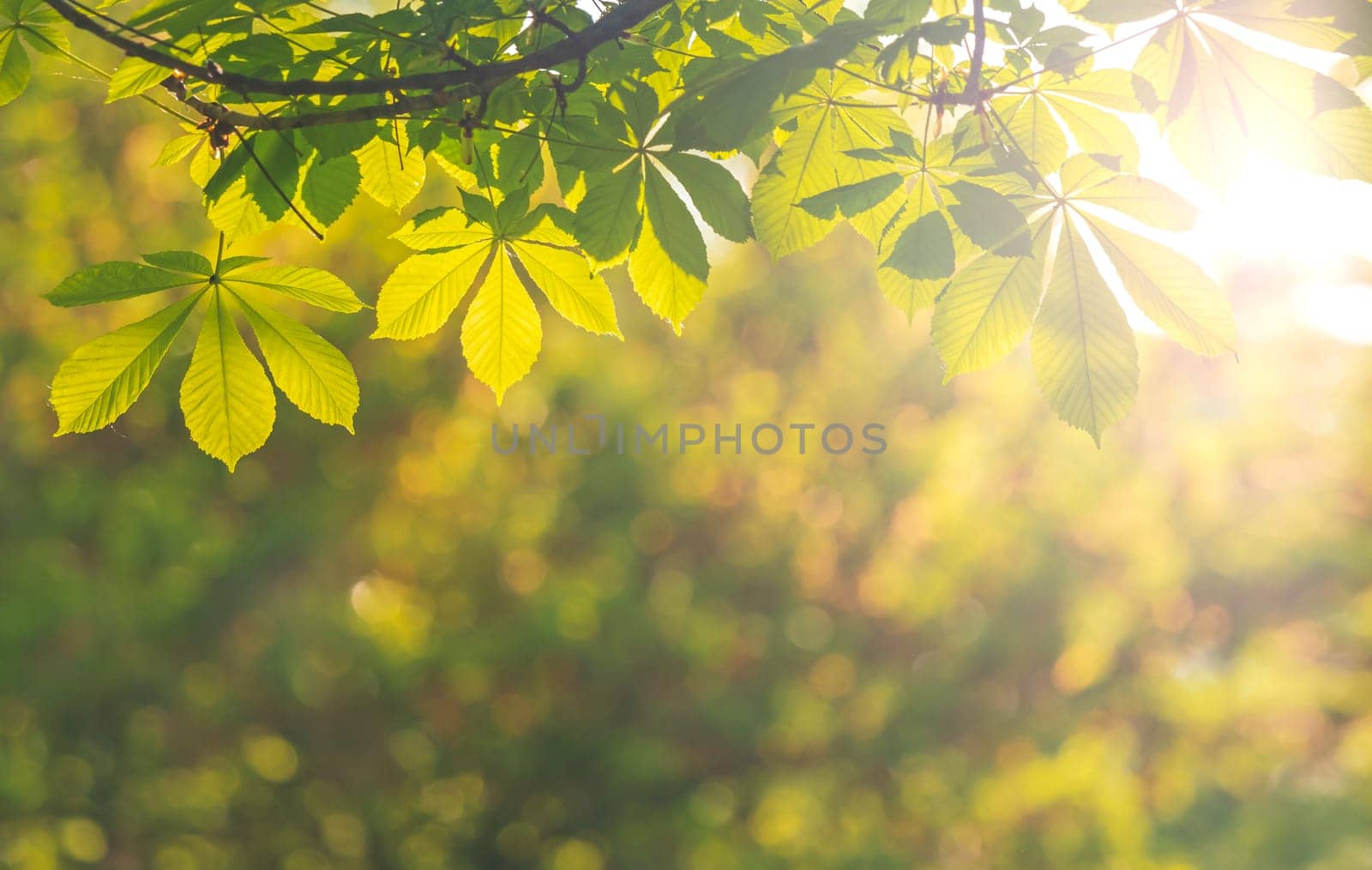 autumn morning, leaves at sunrise, autumn time, school, academic year