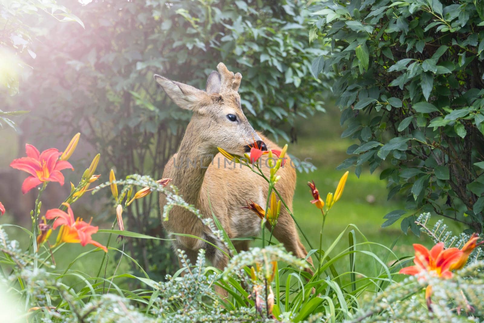 beautiful deer and red lilies, city park, people and wildlife