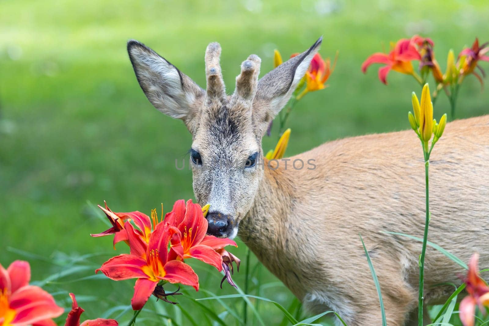 beautiful deer and red lilies by drakuliren