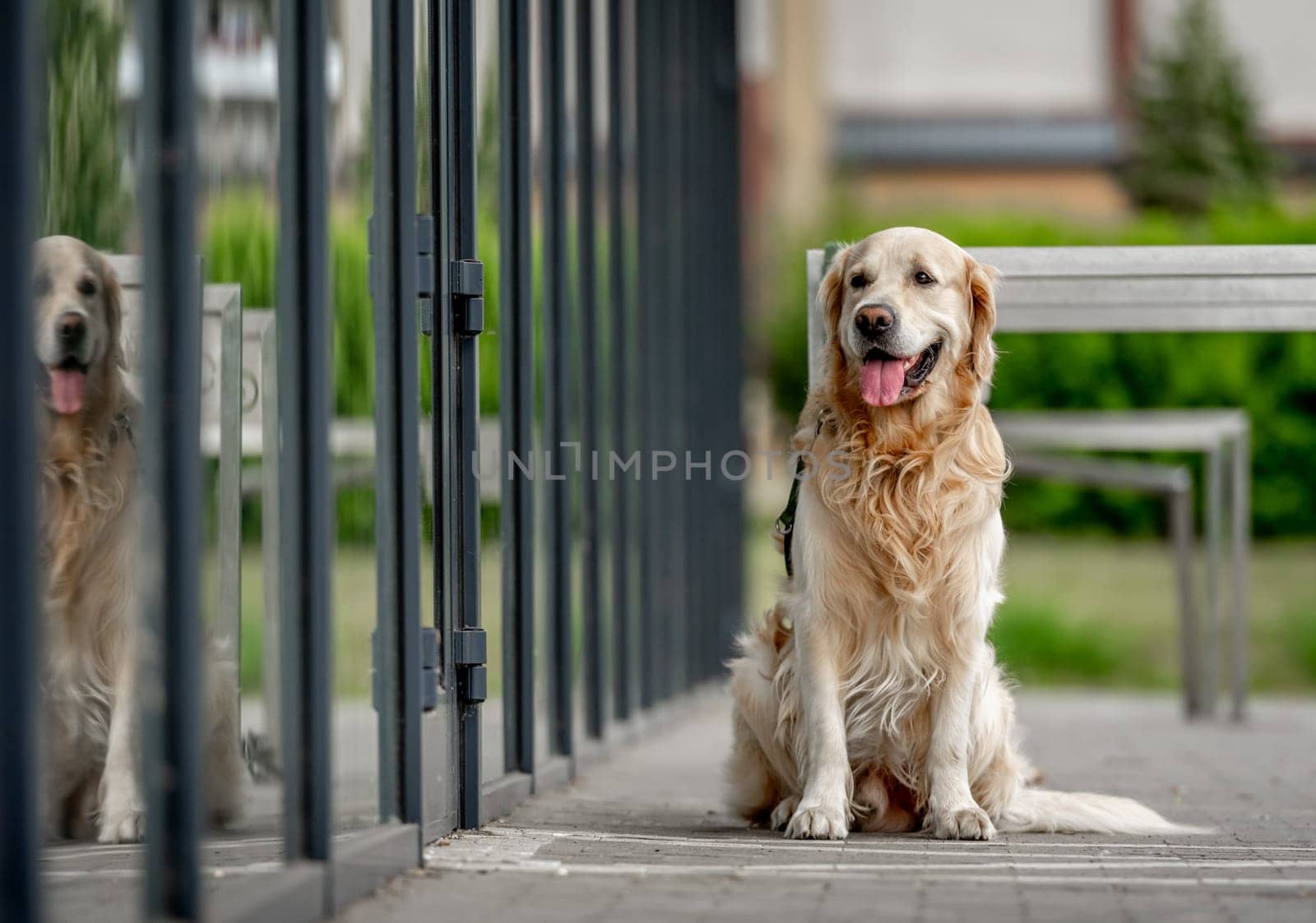 Golden retriever dog sitting at street and waiting for the owner near the store with tonque out and looking back. Purebred pet doggy labrador outdoors at city