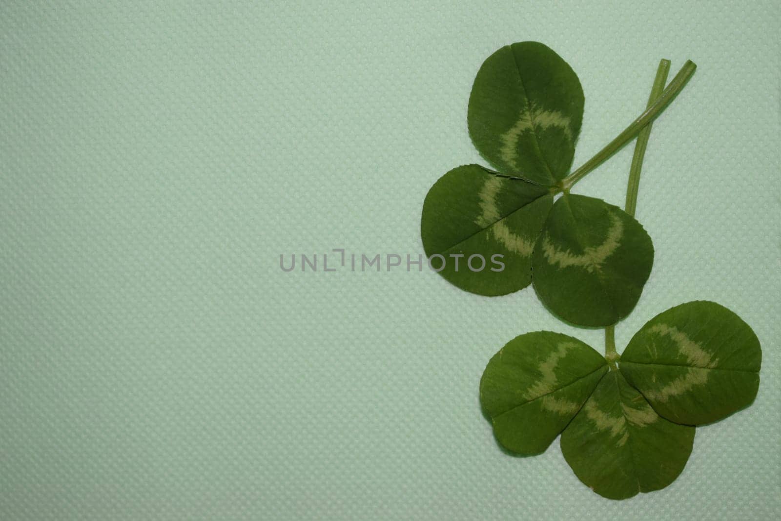 sprigs of green clover leaves on a light green background, Patrick day. High quality photo