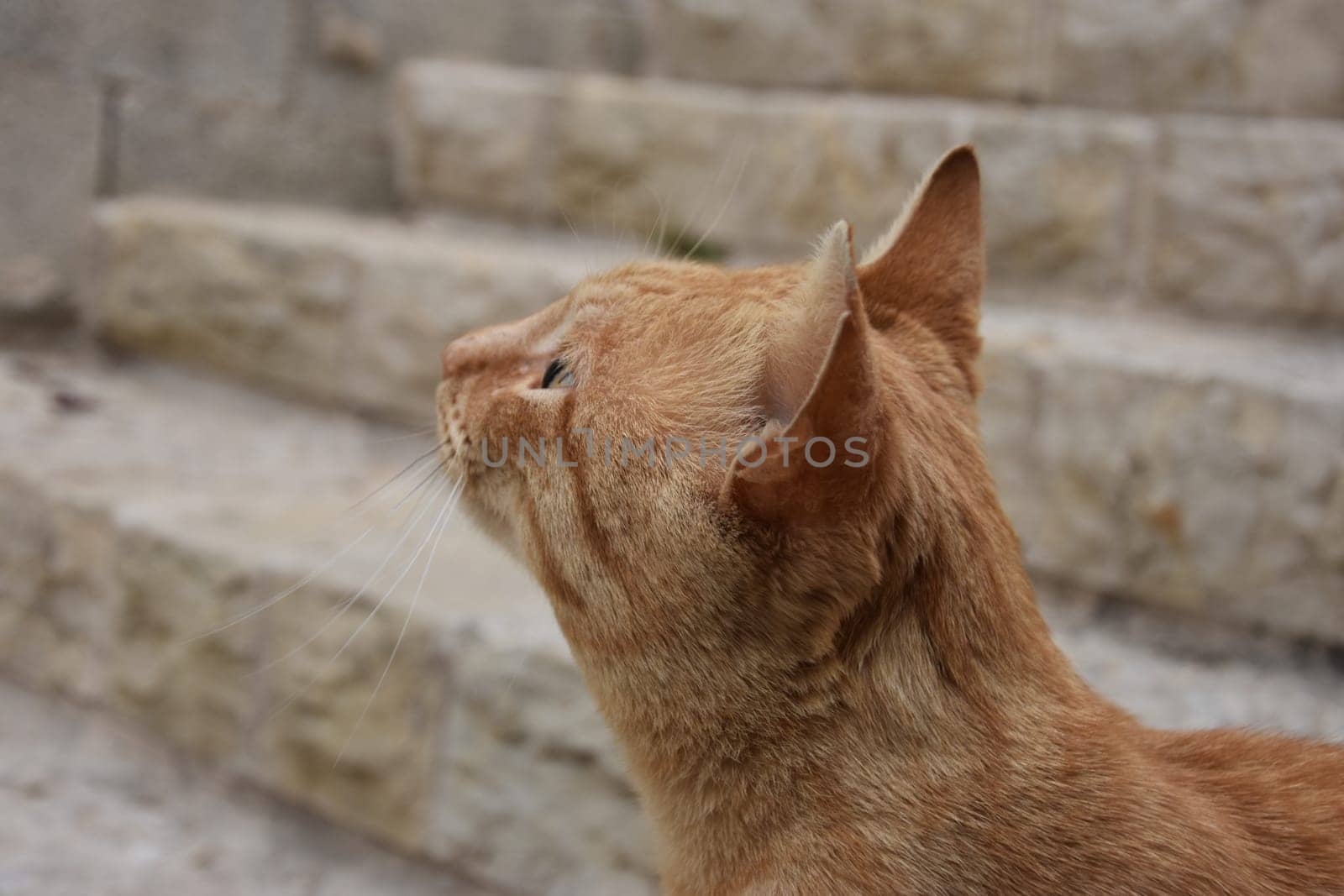 portrait of a ginger cat in profile against the background of the steps of an old stone staircase in Jerusalem, Israel 2021. High quality photo