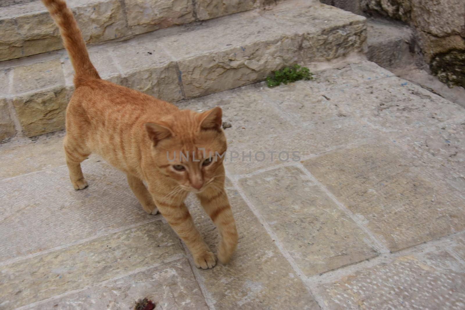 A ginger cat walks along the old white stone steps. Jerusalem, Israel 27 March 2021. High quality photo