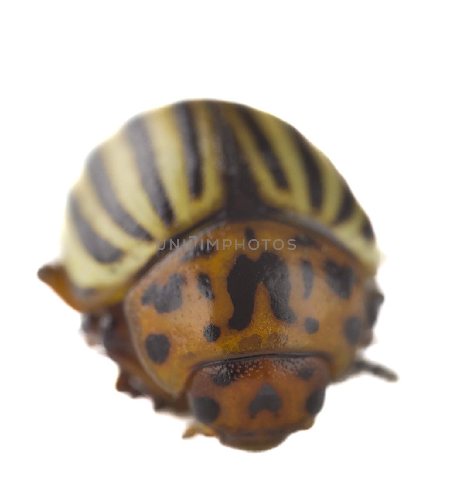 Colorado potato beetle close-up on a white background