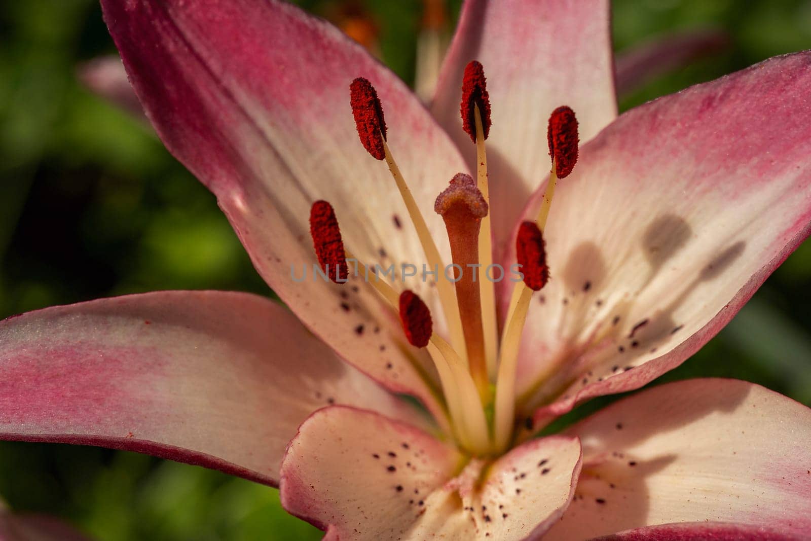 pink lilies in natural light close-up