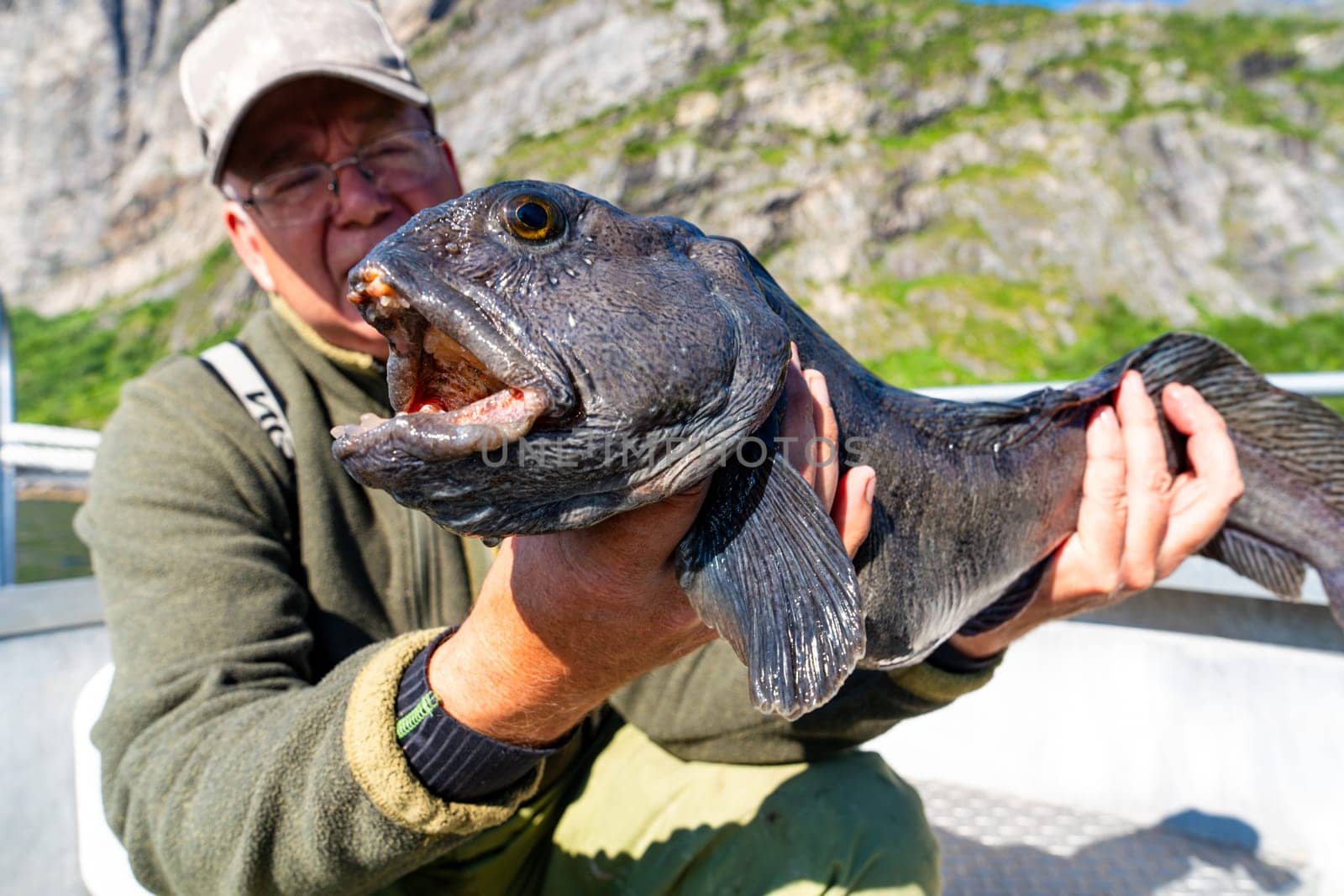 Fisherman with big wolffish near Lofoten, Senija, Alta Norway. Man holding catch Atlantic wolf fish by PhotoTime