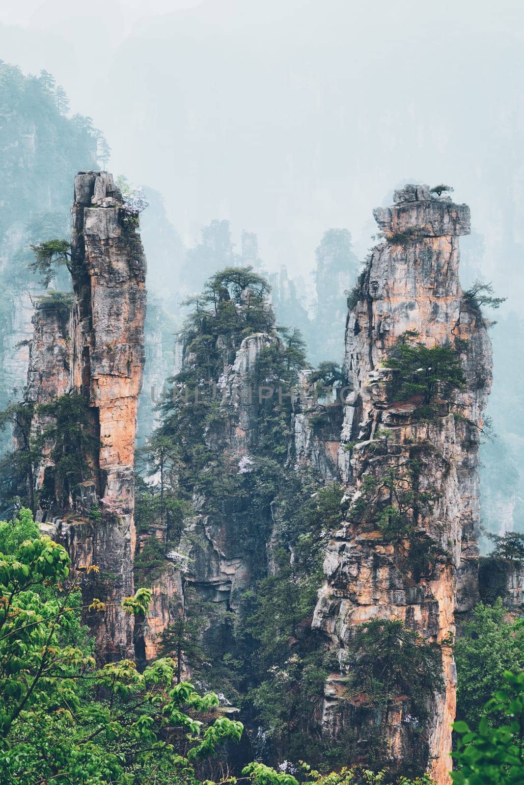 Famous tourist attraction of China - Zhangjiajie stone pillars cliff mountains in fog clouds at Wulingyuan, Hunan, China