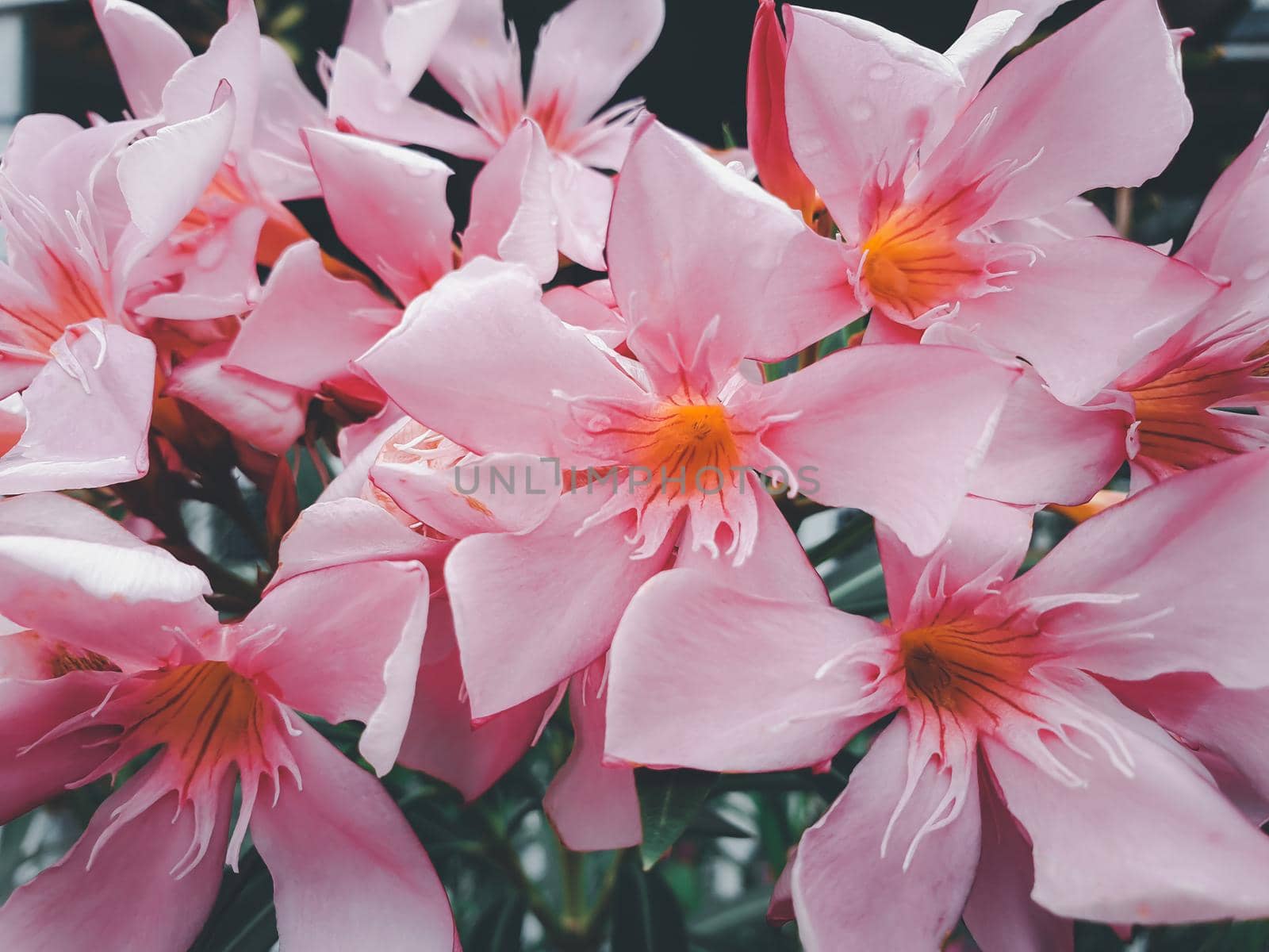 Flower pink color in garden by NongEngEng