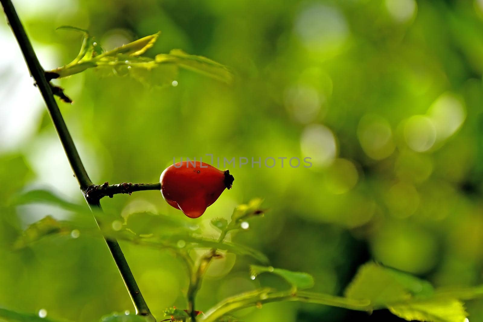 rose hip with rain drop on a green, blurred background
