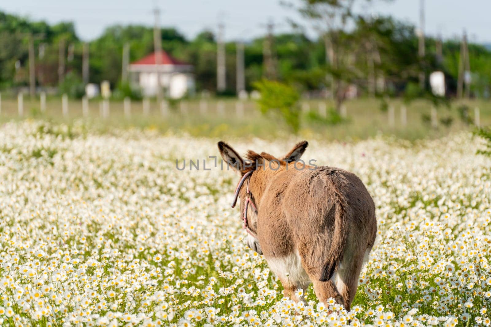 Donkey daisies field among flowering daisies by Matiunina