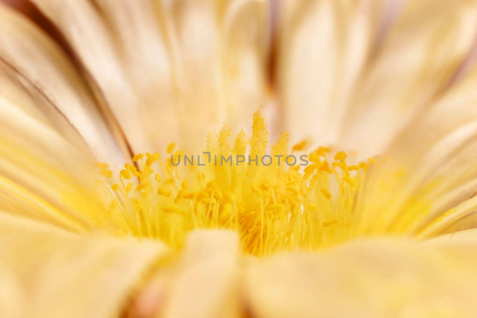 Detail of yellow cactus  flower , echinocactus , succulent plant