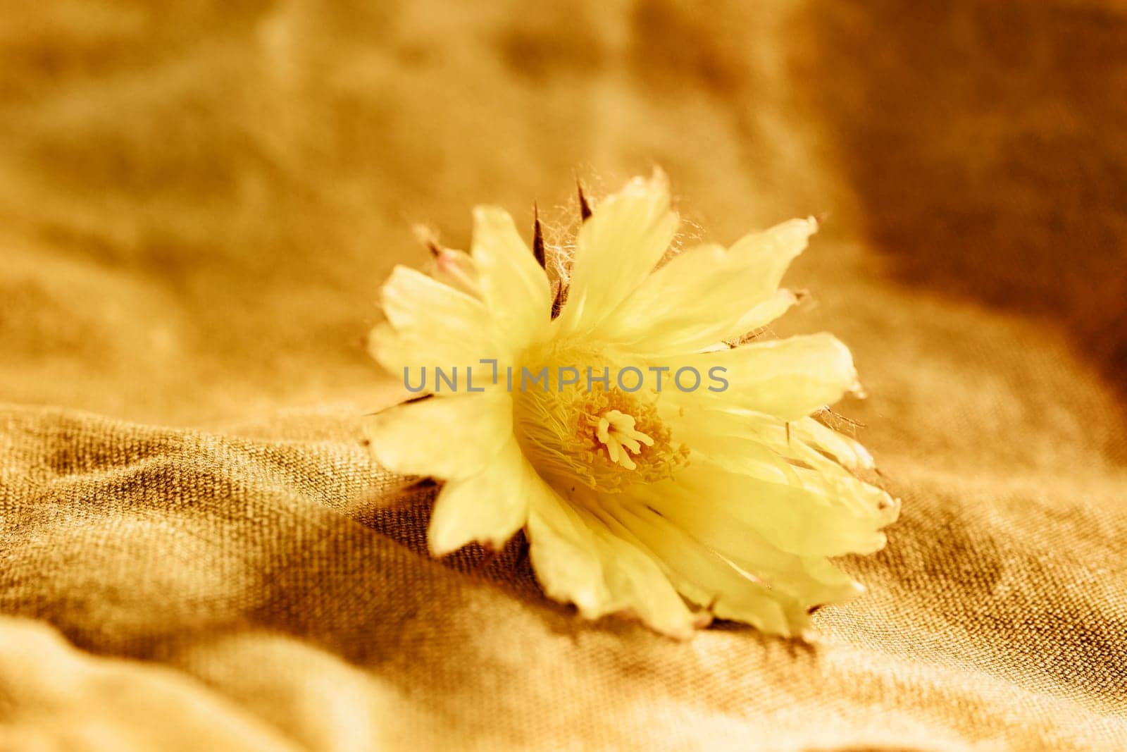 Yellow flower  of cactus  studio shot by victimewalker