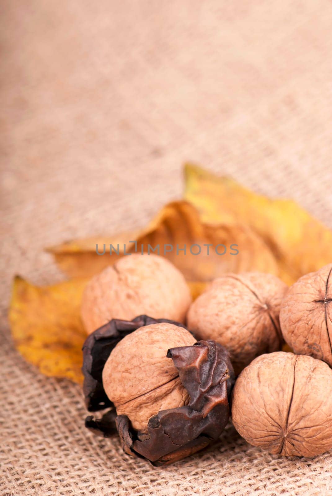 group of big walnuts with dry leaves on burlap on a wooden background by aprilphoto