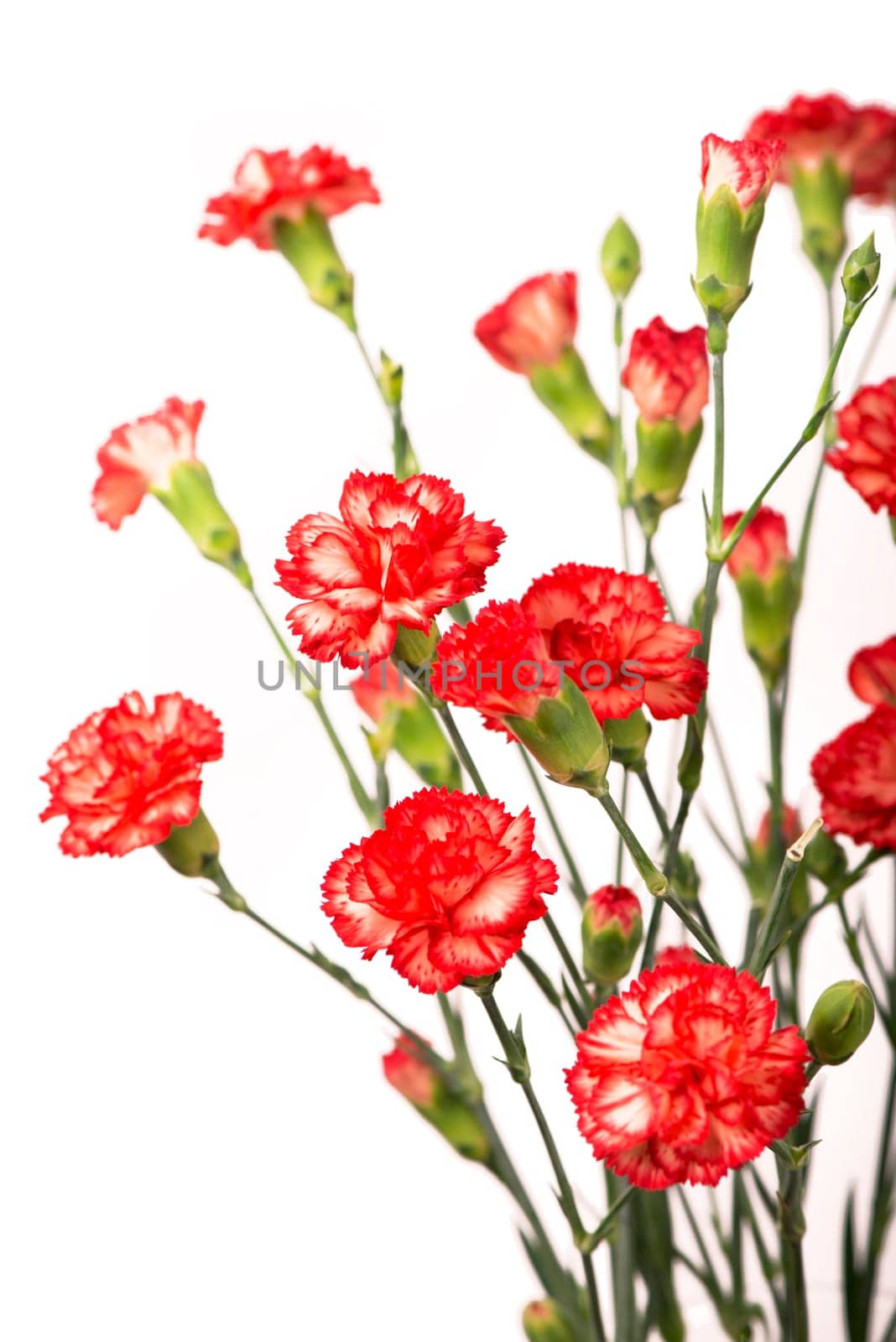 red carnation by aprilphoto