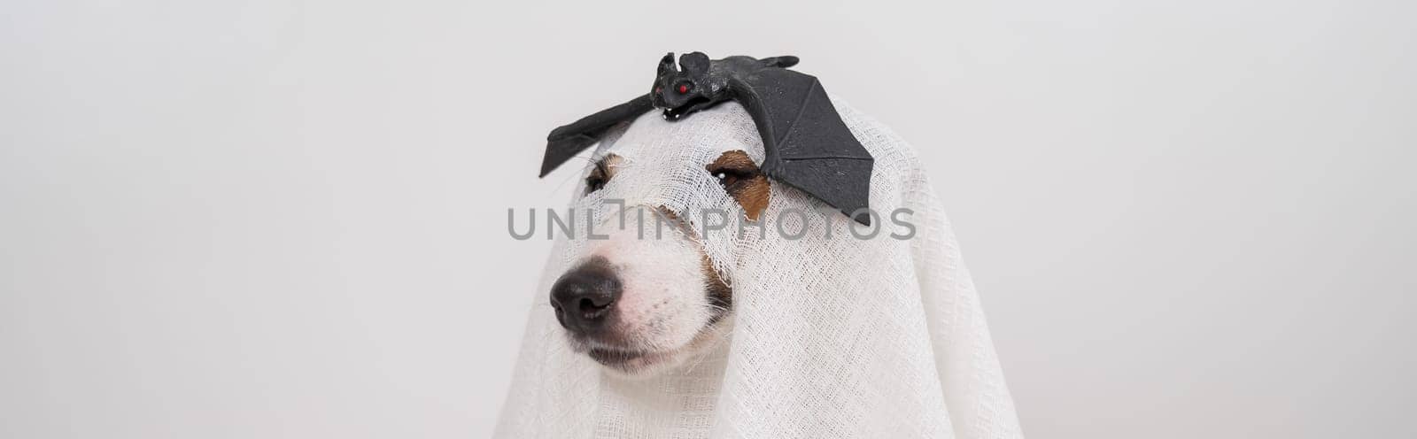 Dog Jack Russell Terrier in a ghost costume with a bat on his head on a white background. Widescreen