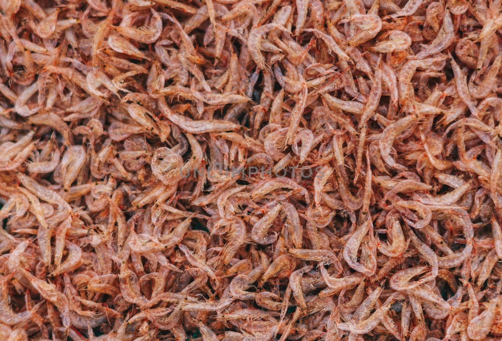 Plenty of dry shrimp background market for sell. Close-up pile texture detail bright light pink pale tone.