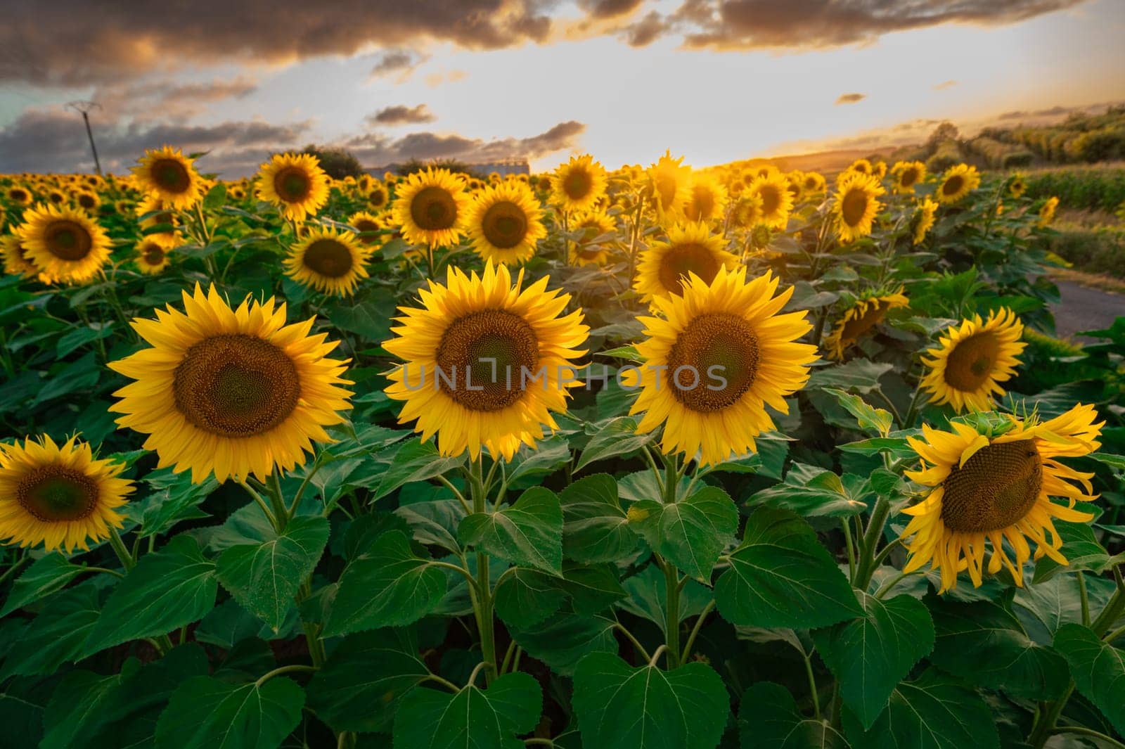 Sunflower fields in warm evening light, Charente, France, High quality photo