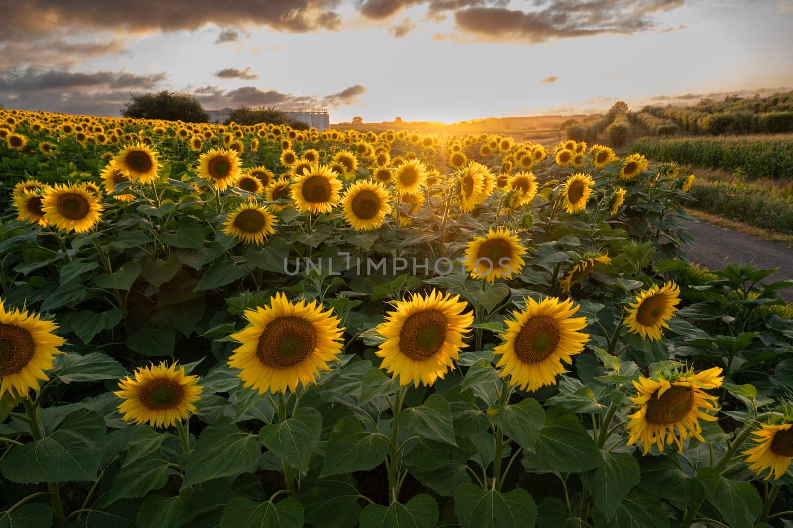 Sunflower fields in warm evening light, Charente, France, High quality photo