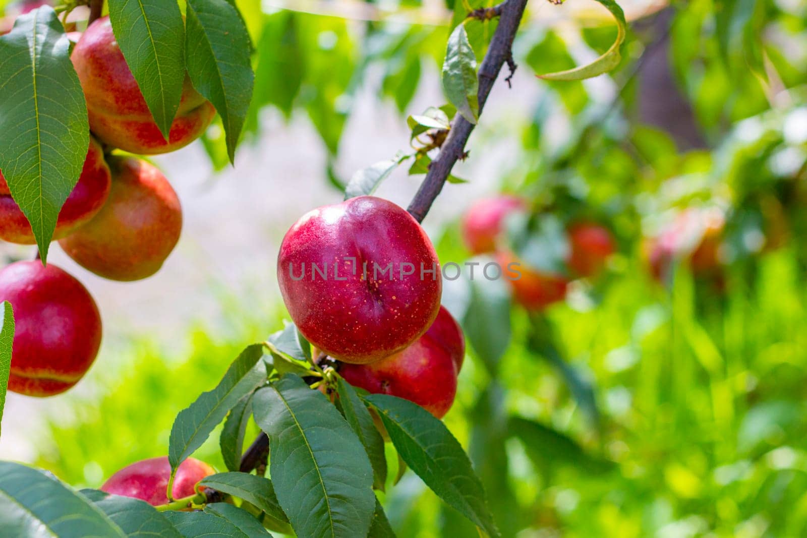 Fresh nectarine peaches growing on branch. Fresh organic natural fruit in sun light blur green background