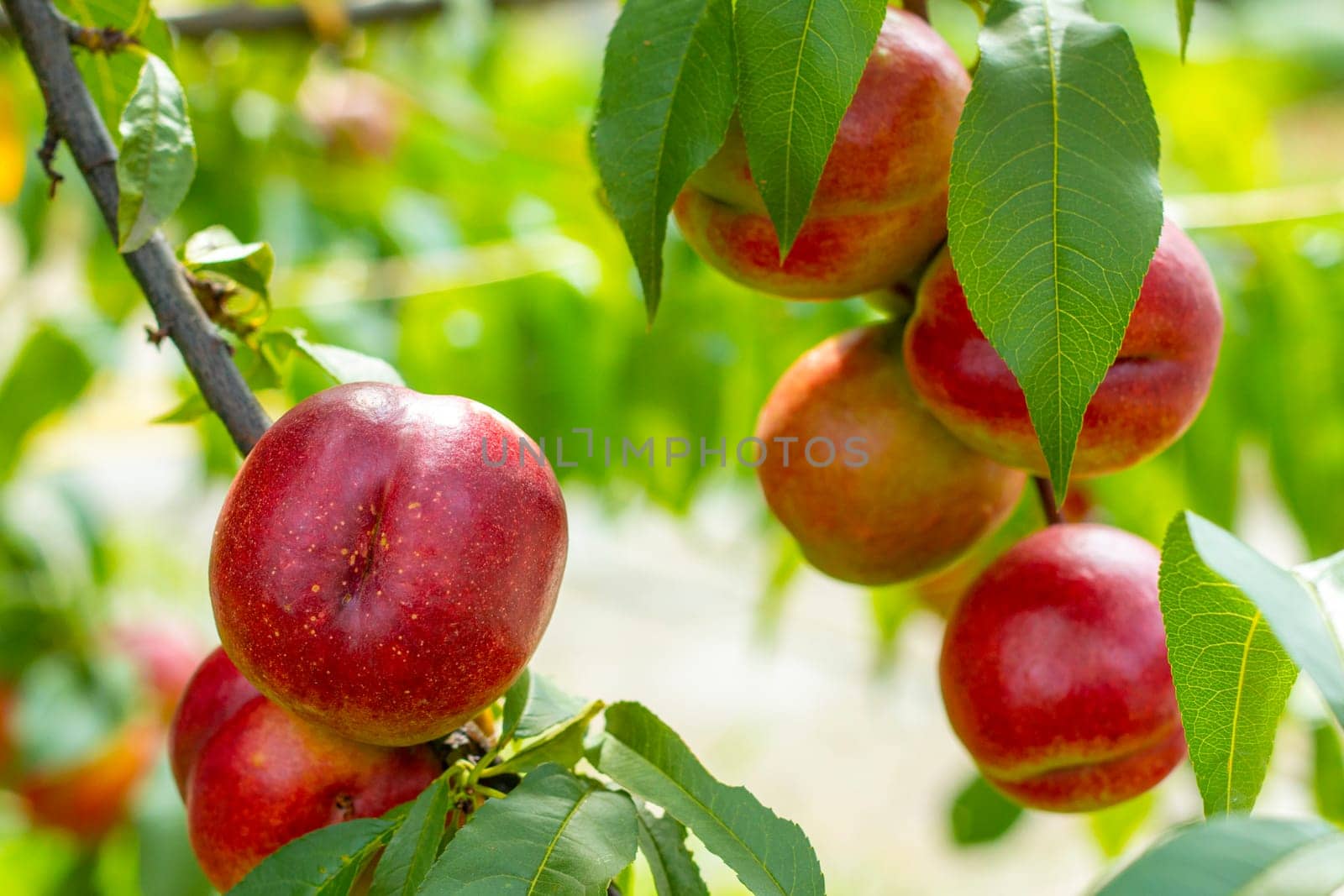 Fresh ripe bunch of nectarine peaches on tree. Fresh organic natural fruit in sun light blur green background