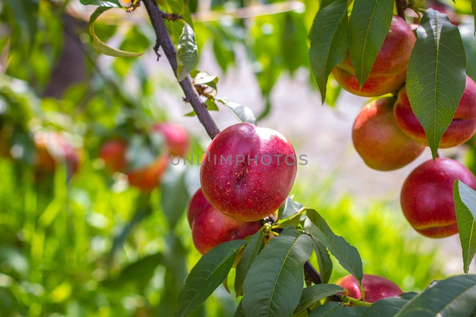 Fesh ripe nectarine peaches growing on branch. Fresh organic natural fruit in sun light blur green background