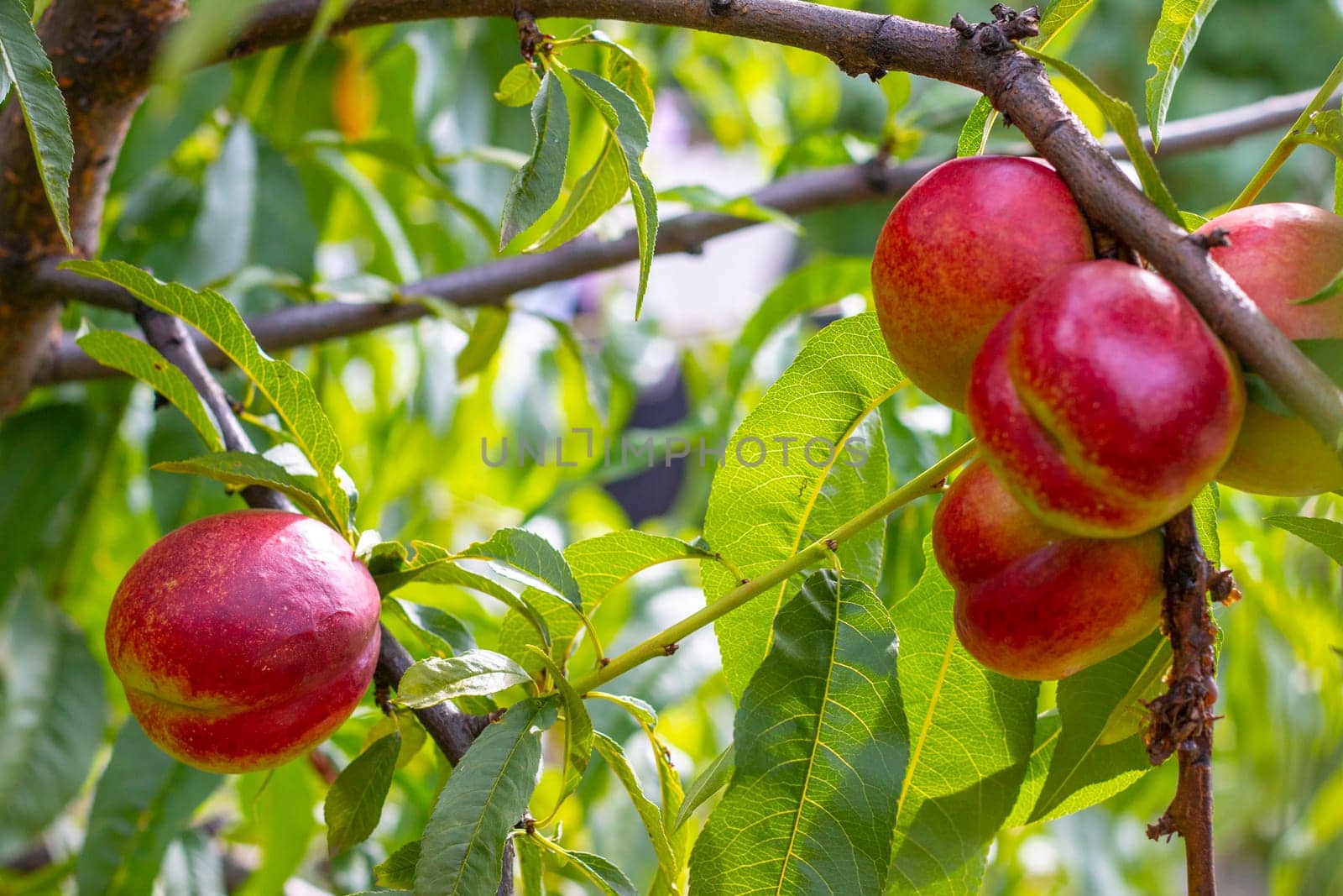 Fresh ripe nectarine peaches on tree branch. Fresh organic natural fruit in sun light blur green background