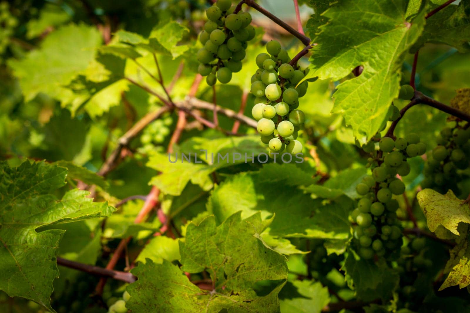 green unripe wine grapes growing on plant by romvo