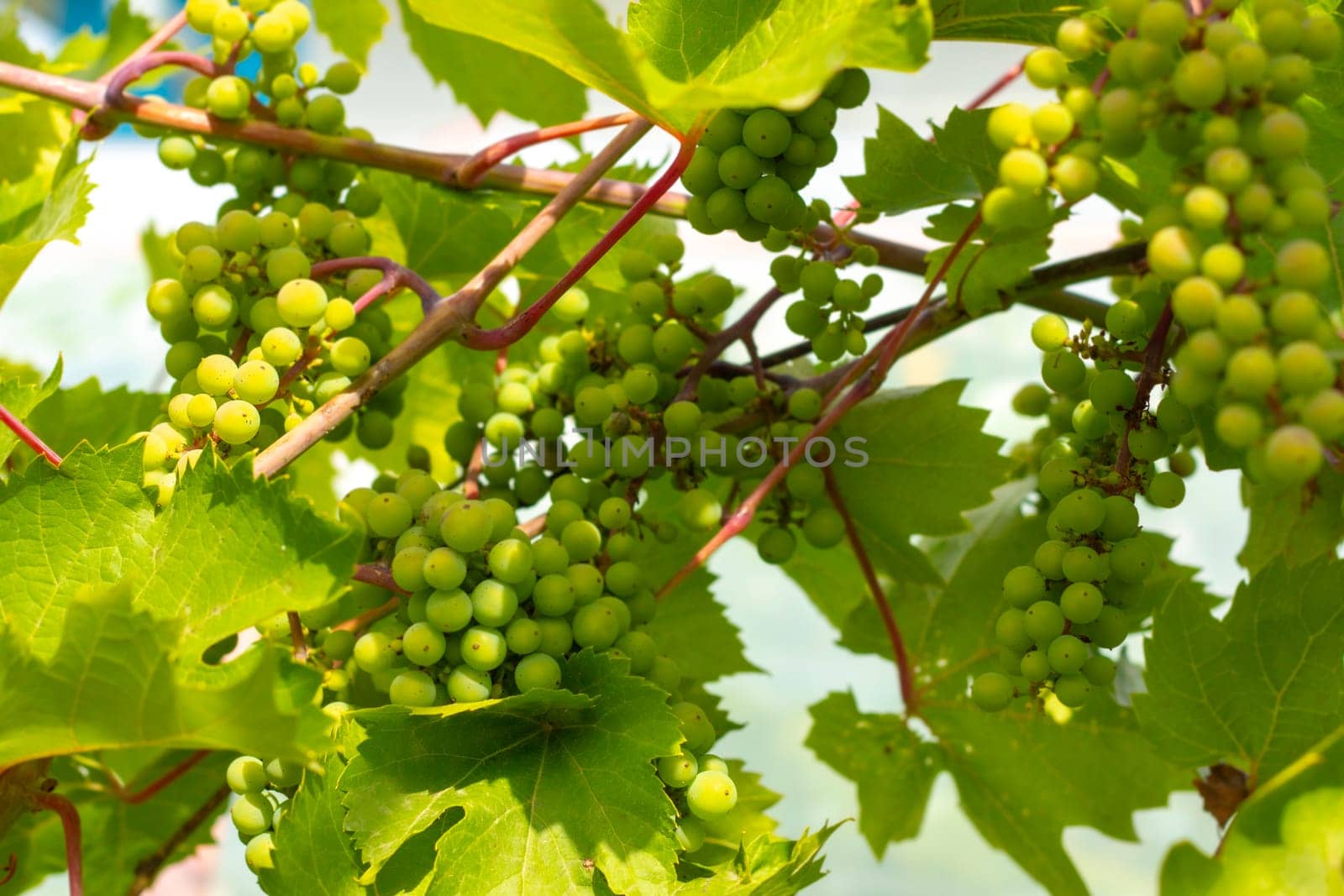 Unripe green wine grapes growing on plantt. Natural grape hanging and ripening on branch