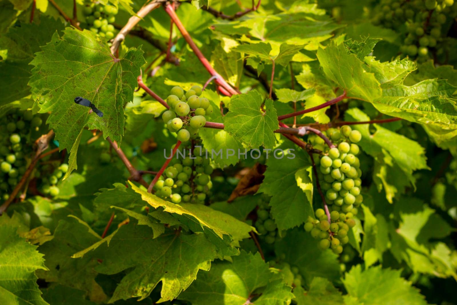 Green unripe wine grapes growing on plant. Natural grape hanging and ripening on branch