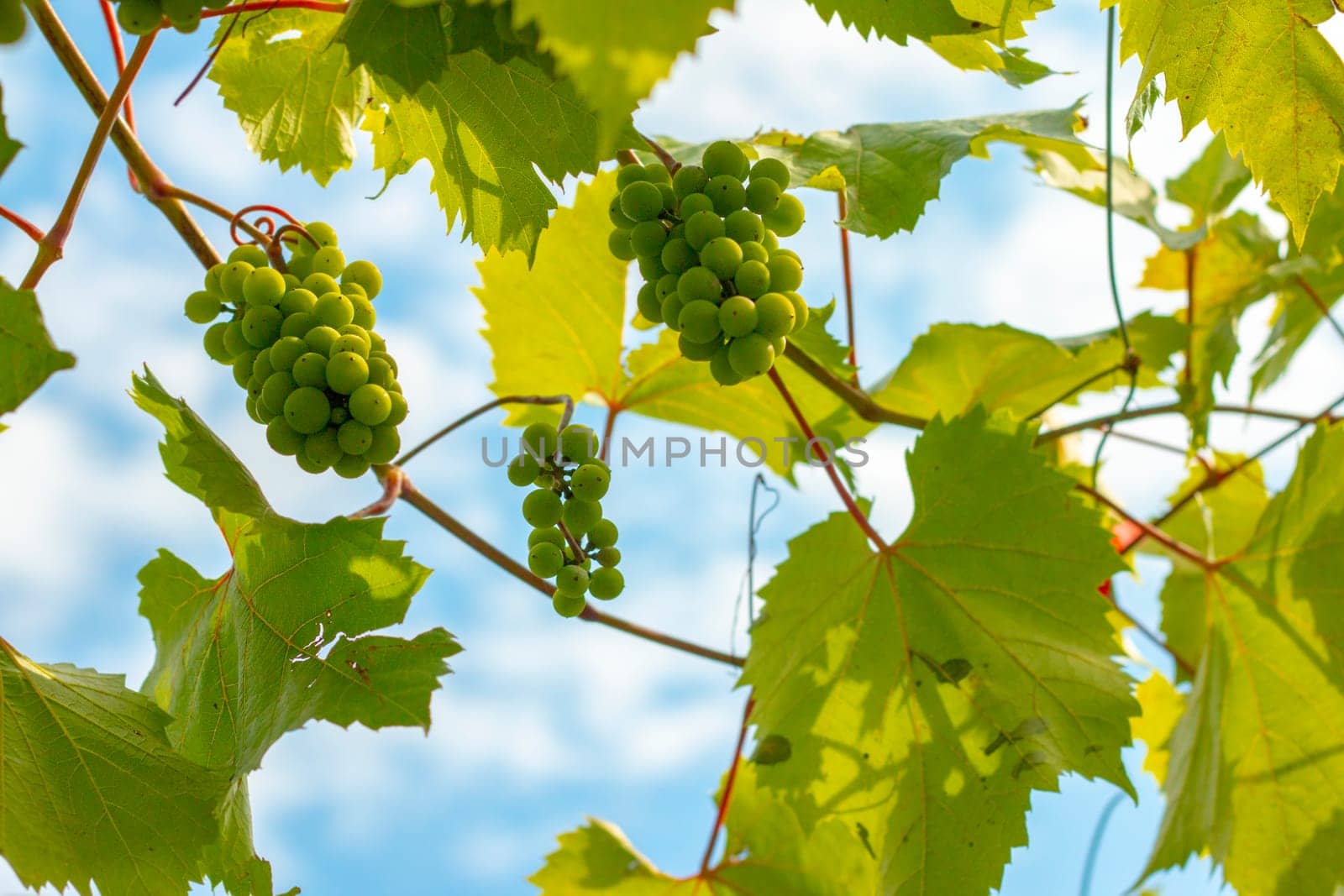 Wine green grapes growing on plant. Natural grape hanging and ripening on branch