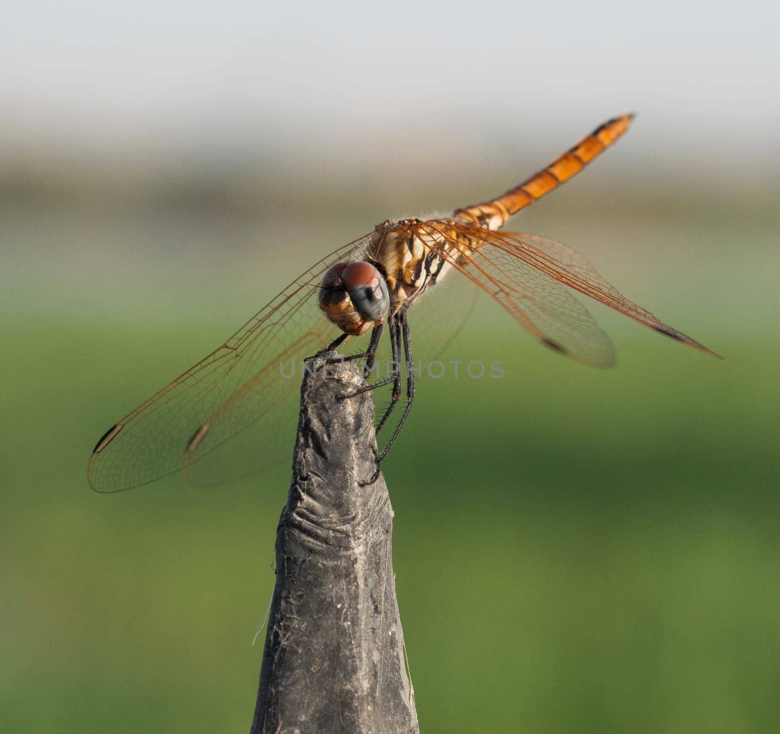 Closeup detail of wandering glider dragonfly on metal post by paulvinten
