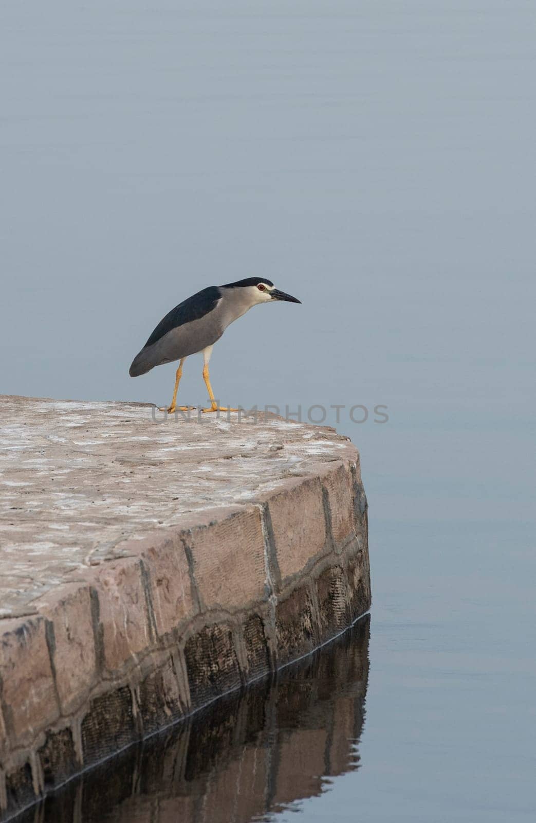 Black-crowned night heron nycticorax nycticorax stood on edge of stone wall next to river