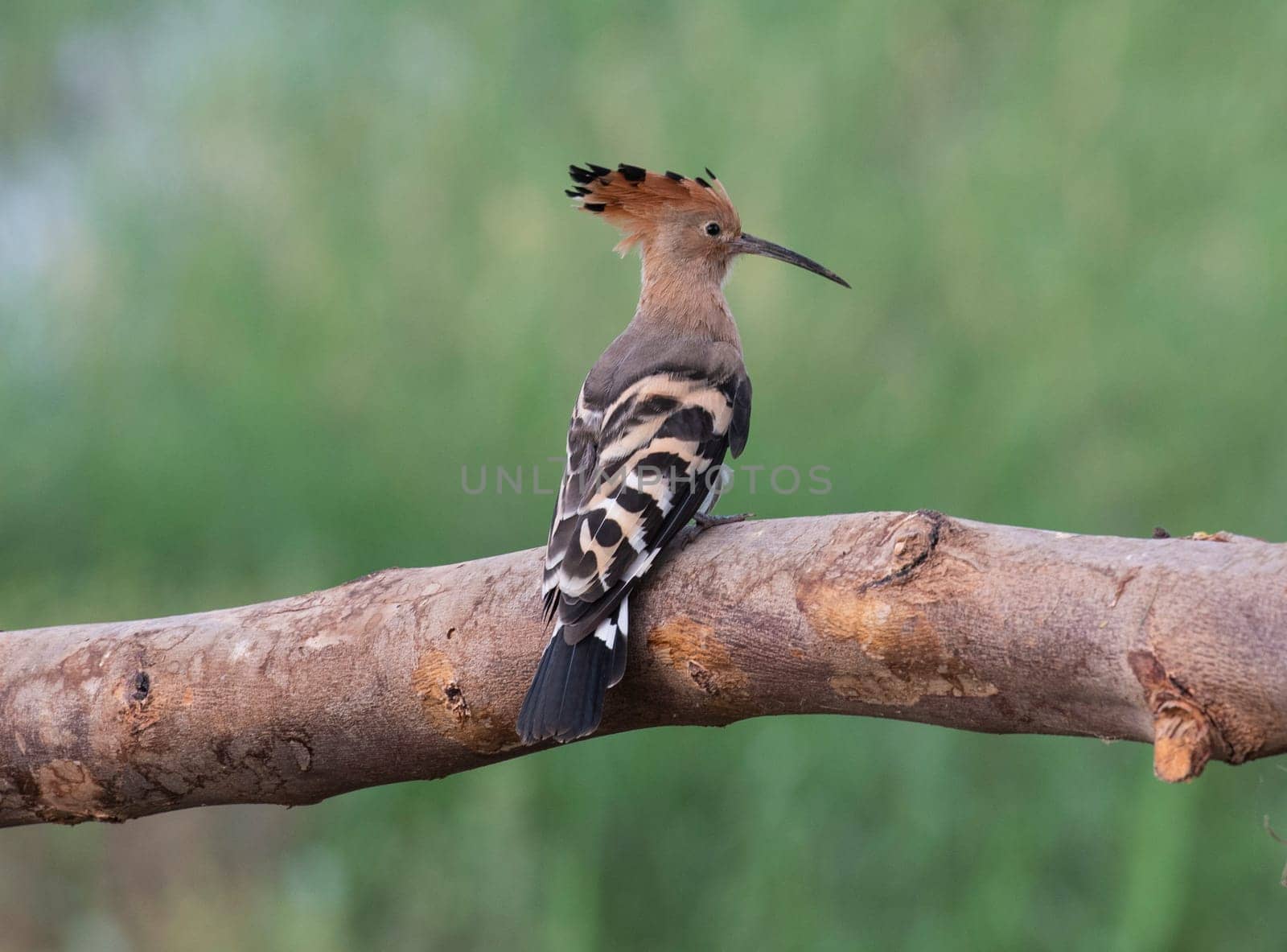 Eurasian hoopoe bird Upupa epops perched on a rustoc wooden pole