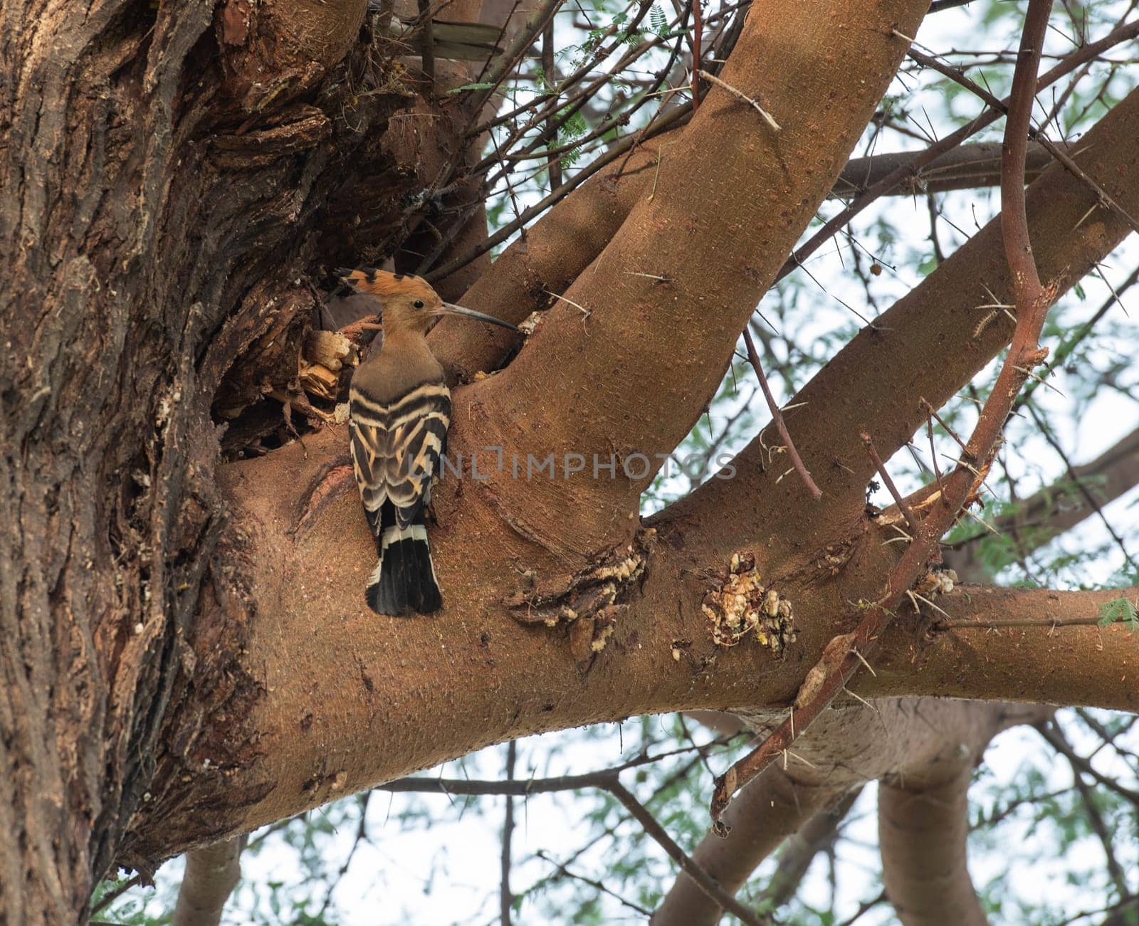 Eurasian hoopoe bird Upupa epops perched in a tree hunting for bugs