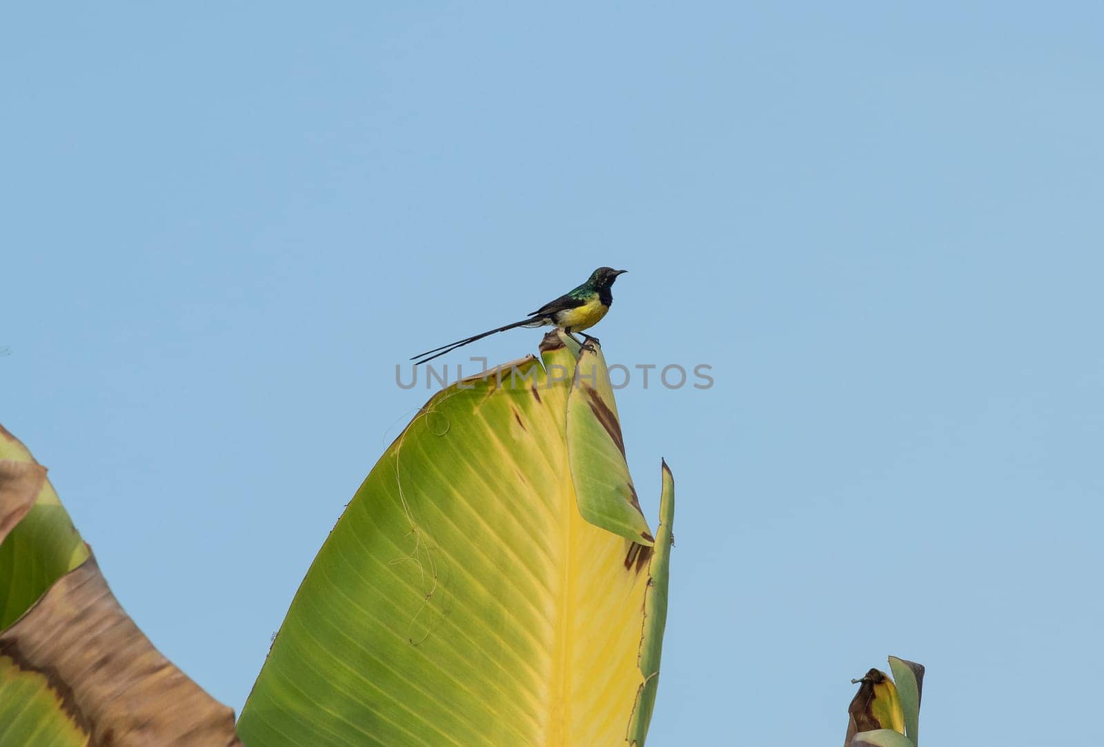 Nile Valley sunbird bird Hedydipna metallica perched on a large leaf against blue sky background