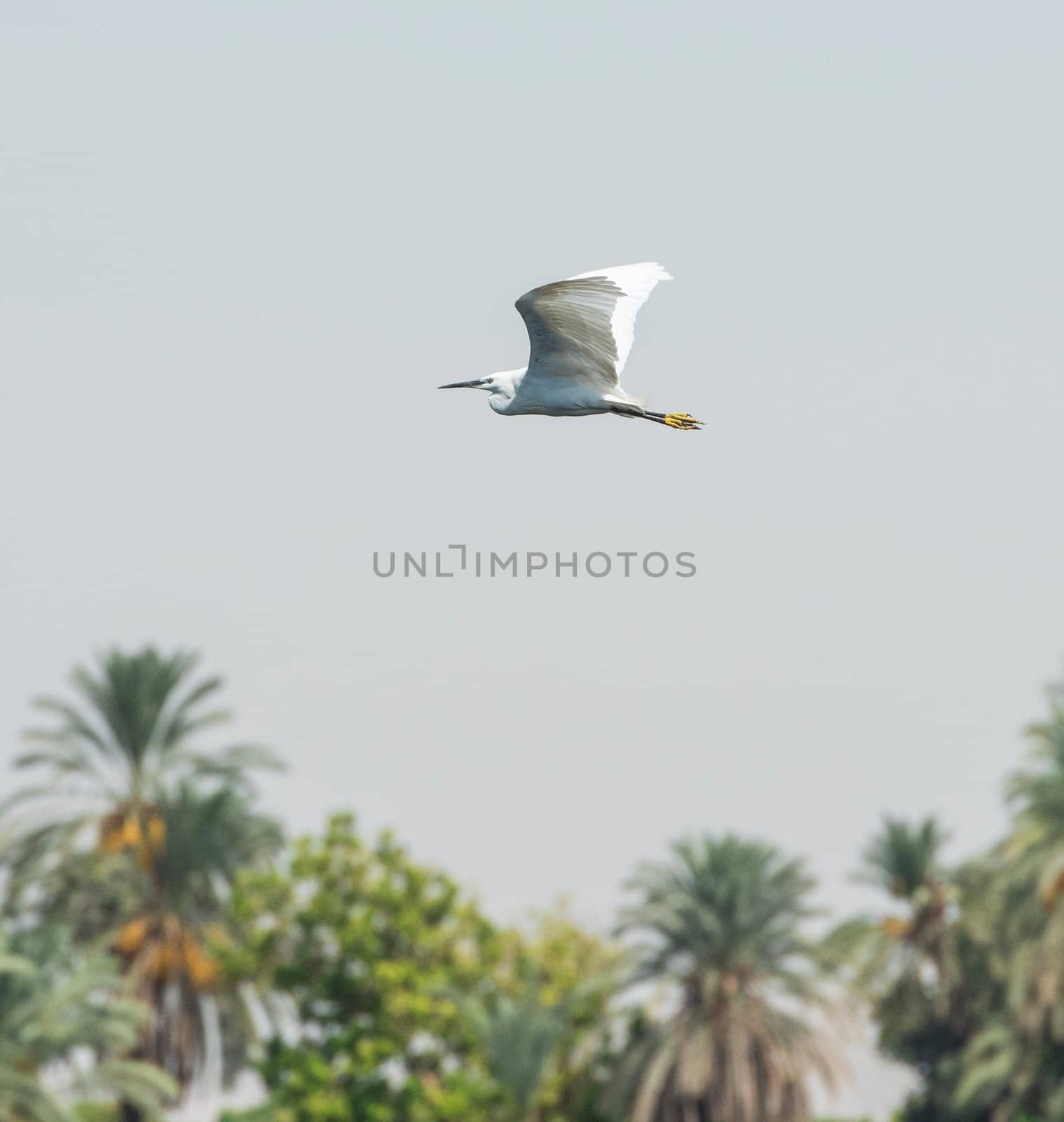 Great egret ardea alba in flight with wings spread over tropical palm tree background