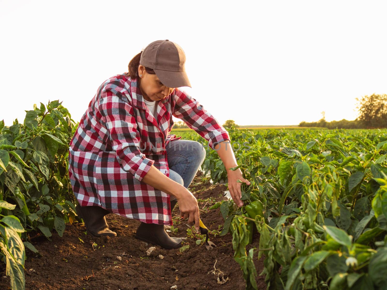 Green pepper farm. agriculture a business concept. farmer woman examines the pepper crop at sunset. farmer works in lifestyle a field with plants at sunset