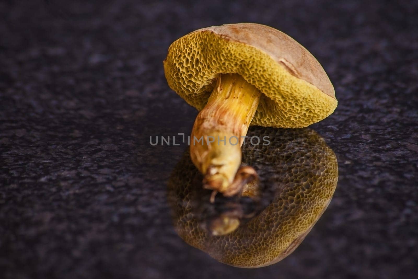 Boletus edulis mushrooms 15361 by kobus_peche